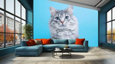 Funny smiling gray tabby cute kitten with blue eyes. Portrait of lovely fluffy cat. Wall mural