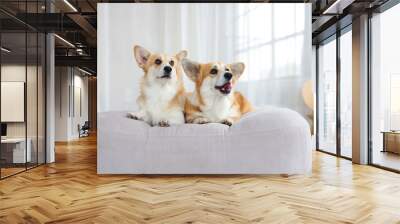 Portrait of adorable, happy smiling dog of the corgi breed. Beloved pet in the beautiful home. Wall mural