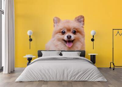 Portraite of cute fluffy puppy of pomeranian spitz. Little smiling dog lying on bright trendy yellow background. Free space for text. Wall mural