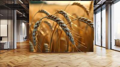 Delicate touch of hand caressing golden wheat ear in a sunlit field Wall mural