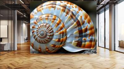 Intricate Detail of a Spiraled Seashell Showcasing Textured White, Brown, and Orange Patterns Wall mural