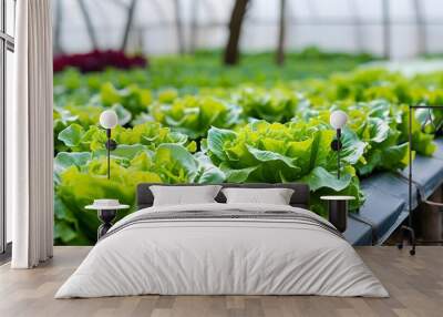 Lush Greenhouse Filled with Vibrant Fresh Lettuce Wall mural