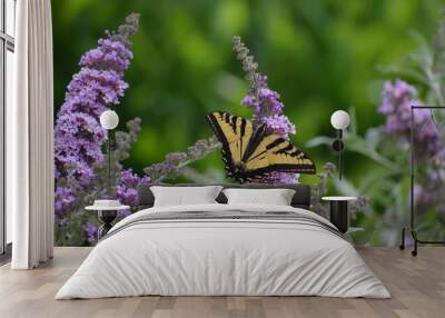 Buddleia (Butterfly Bush) in bloom with a Swallowtail butterfly perched on it. Wall mural