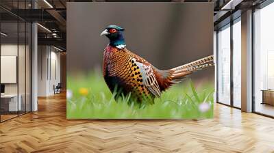 Majestic male Common Pheasant perched gracefully in a vibrant meadow Wall mural