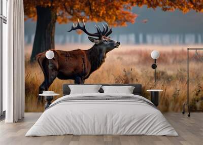 Majestic red deer stag in a misty autumn field of grass Wall mural