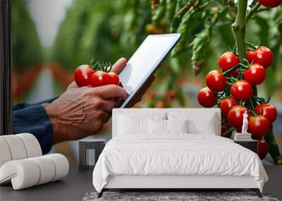 Modern Technology Enhancing Cherry Tomato Harvesting in Agricultural Garden Wall mural