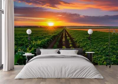 Serene sunset illuminating a divided landscape of vibrant green crops and rich brown plowed earth. Wall mural