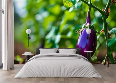 Vibrant eggplant thriving on green vine in rich soil, showcasing natures bountiful growth in a lush garden Wall mural