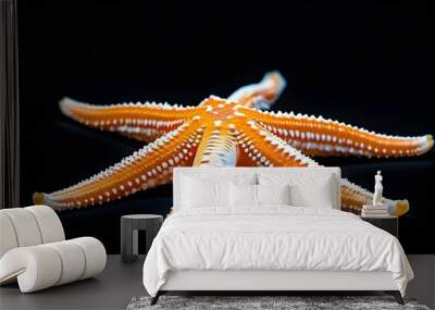 Vibrant orange and white starfish displaying textured surface against a black background Wall mural