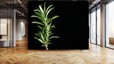 Vibrant sprig of fresh rosemary on black background, ideal for culinary and medicinal applications Wall mural