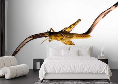 Image of Brown grasshopper, insect ,On a branch, Isolated on the white backgroun Wall mural