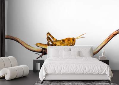 Image of Brown grasshopper, insect ,On a branch, Isolated on the white backgroun Wall mural