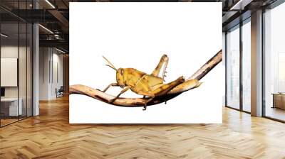 Image of Brown grasshopper, insect ,On a branch, Isolated on the white backgroun Wall mural