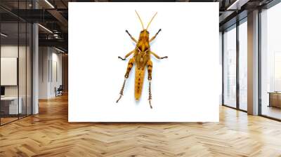 Image of Brown grasshopper, insect ,On a branch, Isolated on the white backgroun Wall mural