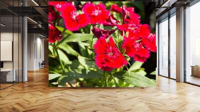 Picture, dianthus flower red,colourful beautiful in garden Wall mural