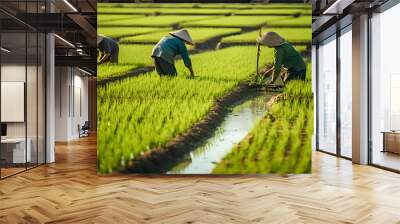 Traditional method of rice planting, farmers planted seedlings in green rice fields Wall mural