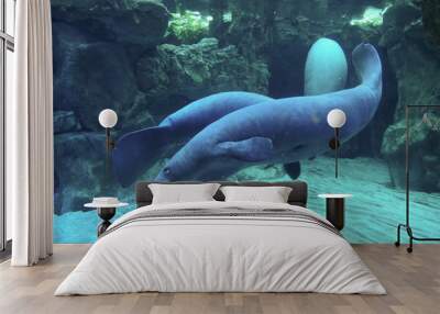 West Indian Manatee Wall mural