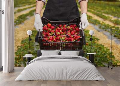 Crop gardener carrying box of strawberries Wall mural