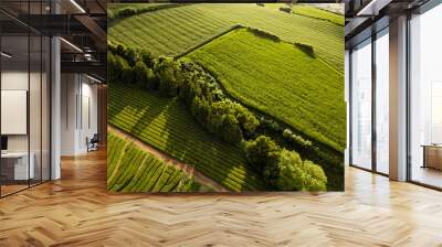 Scenic landscape of tea plantations on sunny day Wall mural