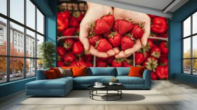 Tasty juicy strawberry in hands of gardener above box with harvest Wall mural