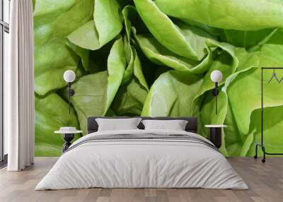 Bib Lettuce closeup Wall mural