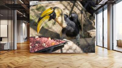 Feeding Malay Gomray Hornbill Wall mural