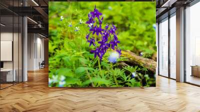 Delphinium wild flower blossom in lush green forest Wall mural