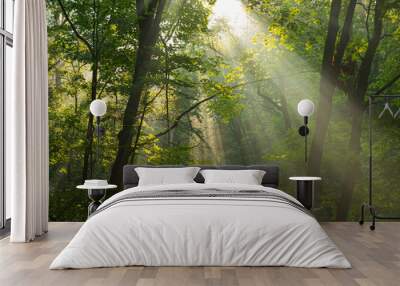 Early morning sunlight rays shining through misty forest trees. Wall mural