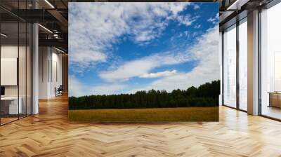 Autumn landscape with yellow sunny meadow against forest and blue sky with white clouds on the background Wall mural