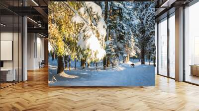 Beautiful winter scenery with forest full of trees covered snow Wall mural