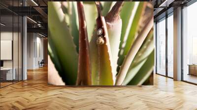 Two snails crawling on aloe leaf Wall mural