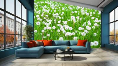 Green field with white fluffy dandelions Wall mural