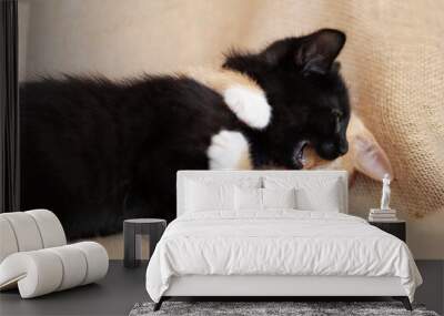 Black kitten and orange kitten playing on brown burlap background. Wall mural