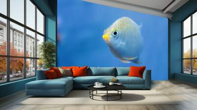 Fish Wall mural