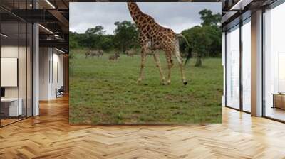 Tall Giraffe in green wild nature on Safari in Africa Wall mural