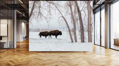 Two bison in a snowy field Wall mural