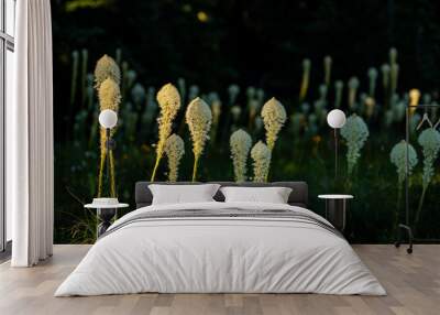 Golden Light Over Field of Beargrass Wildflowers Wall mural