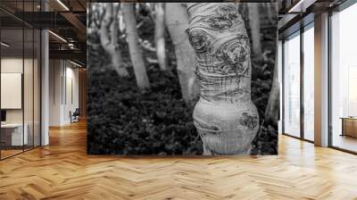 Knobby Trunk of Aspen in Forest Wall mural