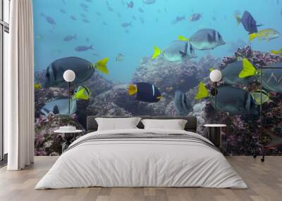 fish in aquarium Wall mural