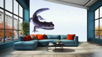 isolated blue spotted salamander Wall mural