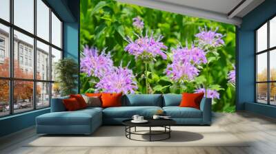 Light Pink Purple Monarda Bee Balm Wild Native Perennial Prairie Flowers in Bloom Against a Green Leaf Background Wall mural