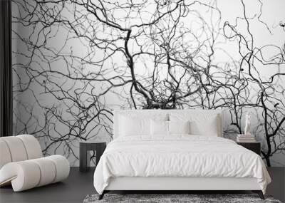 Tangled structure of thin twisted tree branches resemble a network of veins and arteries. Spindly tree branches form a complicated fractal pattern silhouetted against neutral grey background. Wall mural