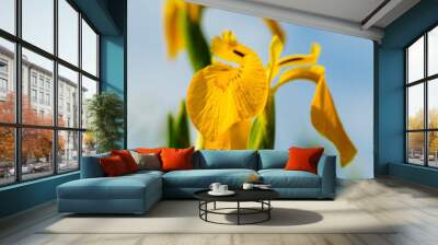 Yellow iris flower blooming in sunlight under blue sky Wall mural