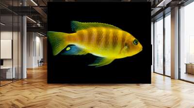 Cichlid fish Wall mural