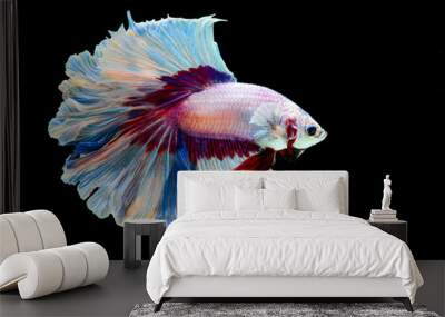 Fight fish halfmoon fancy Wall mural