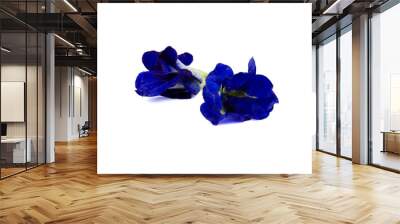 Butterfly Pea Flower Isolated on white background, Clitoria ternatea L Wall mural