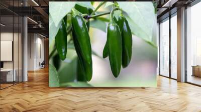 Green Jalapeno peppers growing on a plant. Wall mural