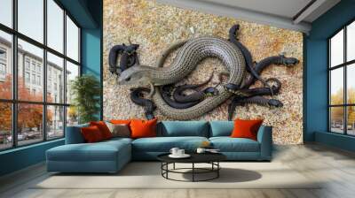 Australian Mainland She-Oak Skink after giving birth to ten young Wall mural