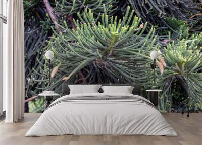 New Caledonia Pine growing in Australian Botanic Garden Wall mural