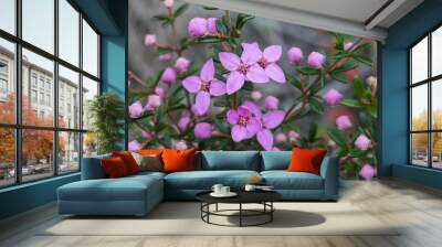 Sydney Boronia plant in flower Wall mural